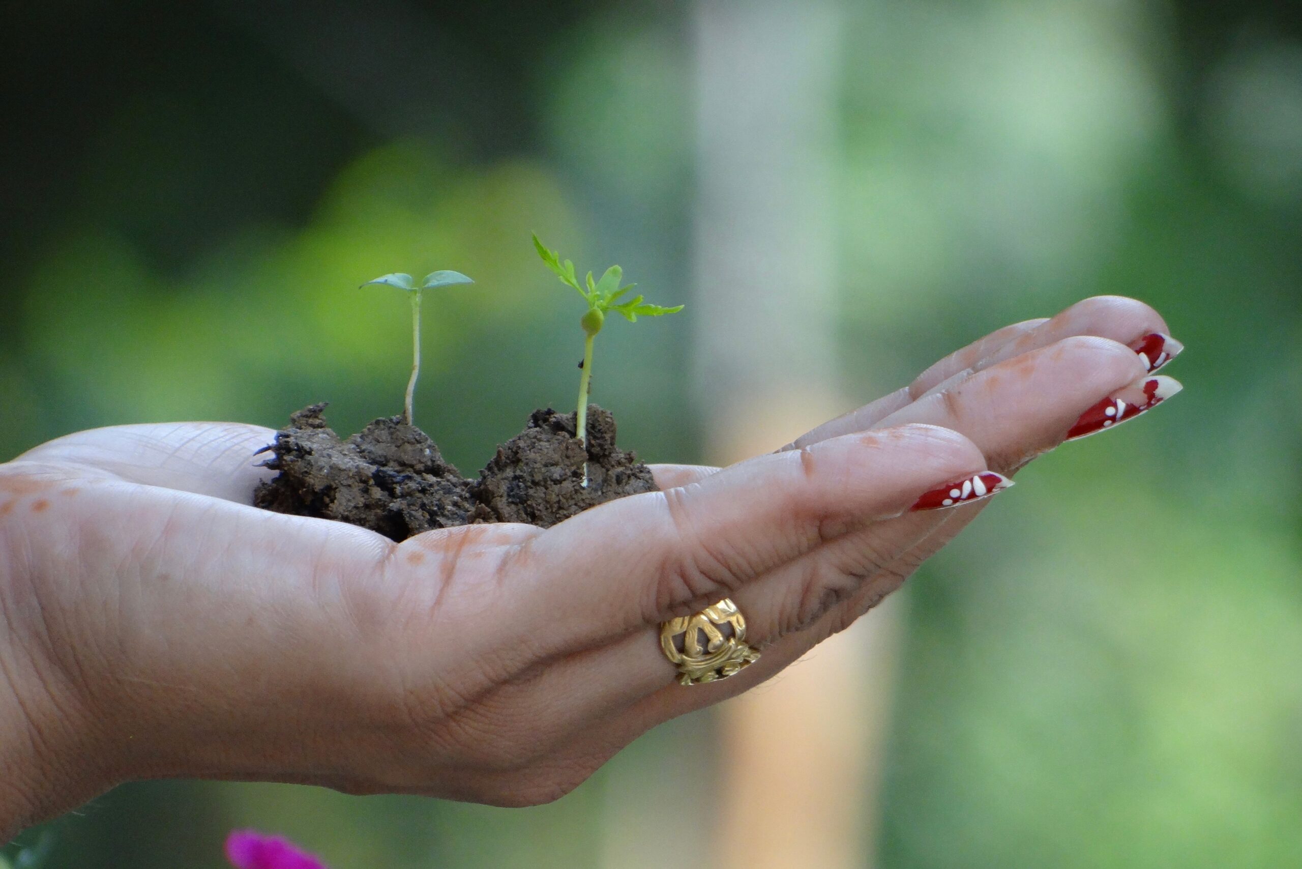 Close-up of a hand holding seedlings and soil, symbolizing new growth and sustainability.